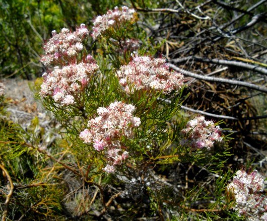 Serruria fasciflora nearly flat-topped inflorescences